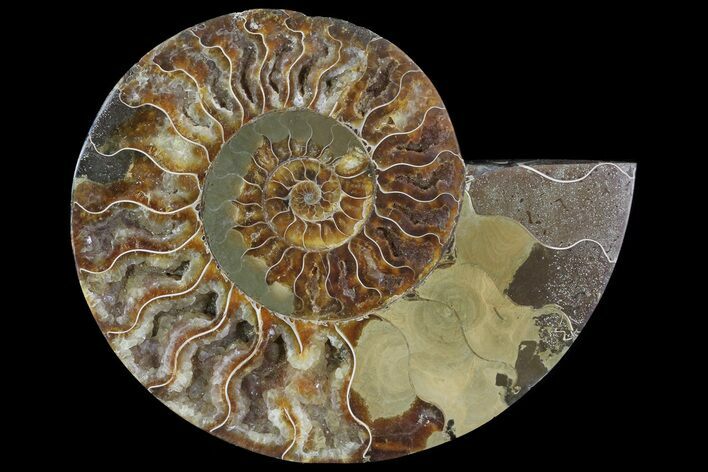 Cut Ammonite Fossil (Half) - Agatized #78341